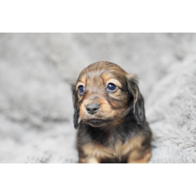 販売中の滋賀県のミニチュアダックスフンド(ロングヘアード)-431826の4枚目