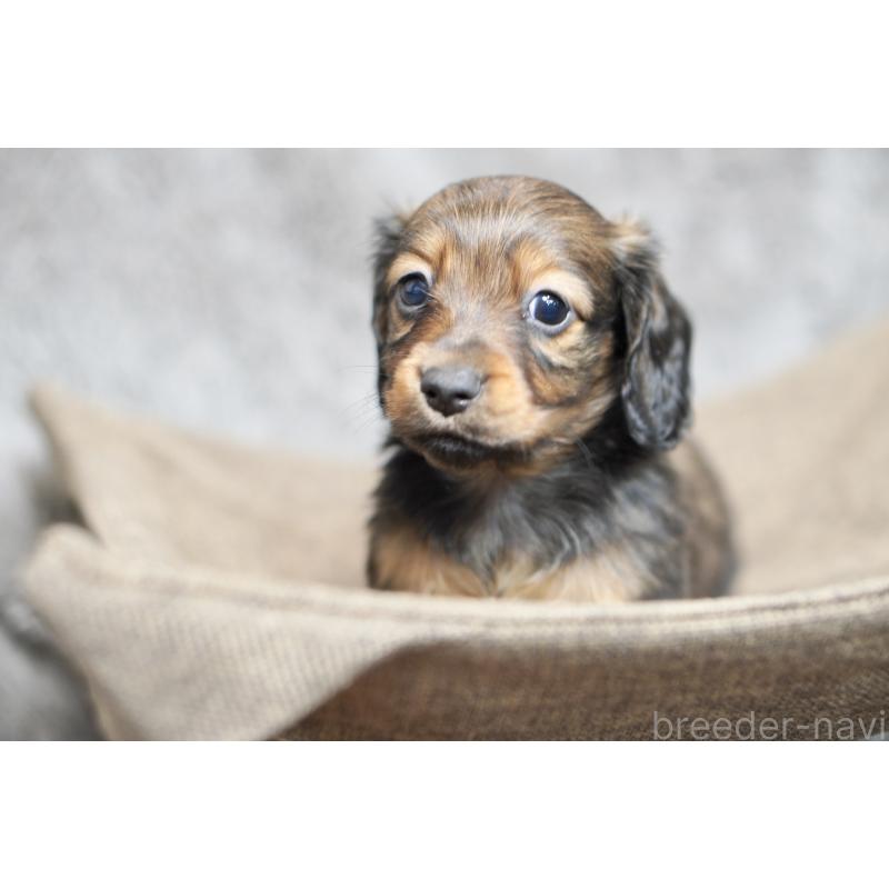 販売中の滋賀県のミニチュアダックスフンド(ロングヘアード)-431826の3枚目