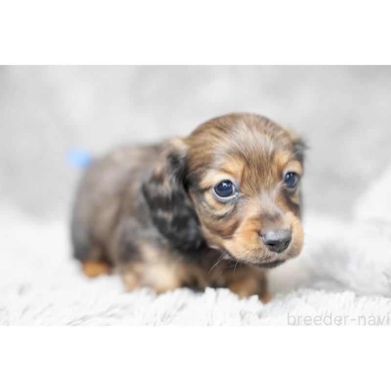 販売中の滋賀県のミニチュアダックスフンド(ロングヘアード)-431826の2枚目