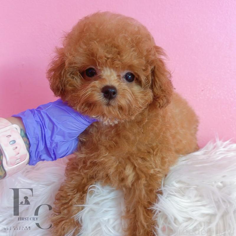 販売中の栃木県のティーカッププードル-406620の2枚目