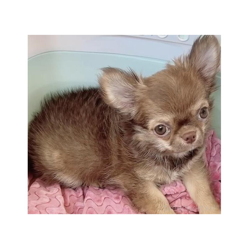 販売中の奈良県のチワワ(ロングコート)-407541の16枚目