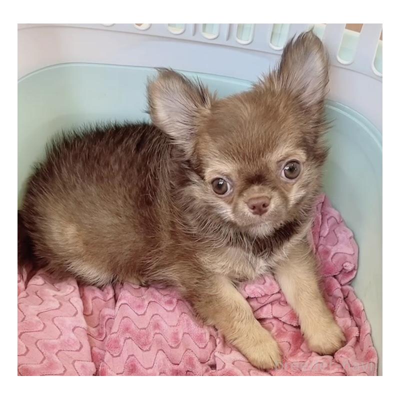 販売中の奈良県のチワワ(ロングコート)-407541の15枚目