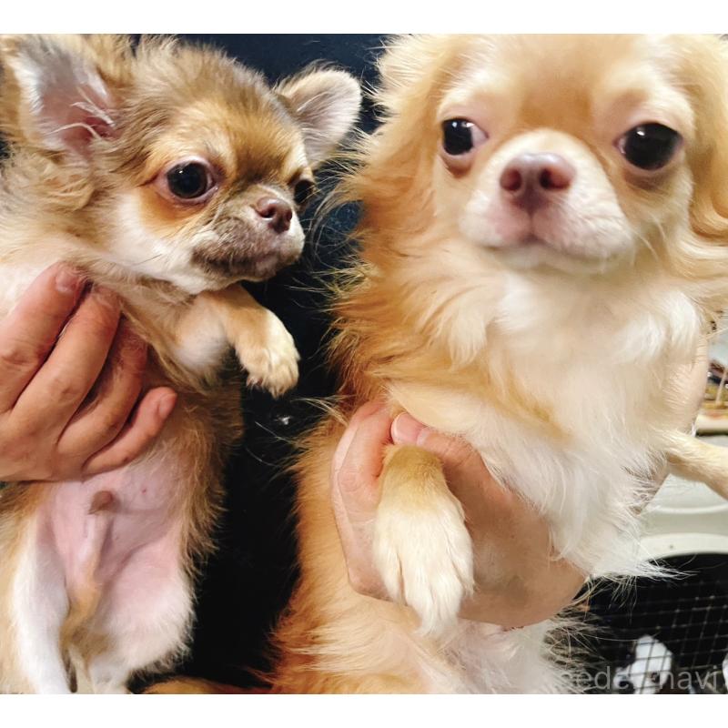 販売中の奈良県のチワワ(ロングコート)-407541の14枚目