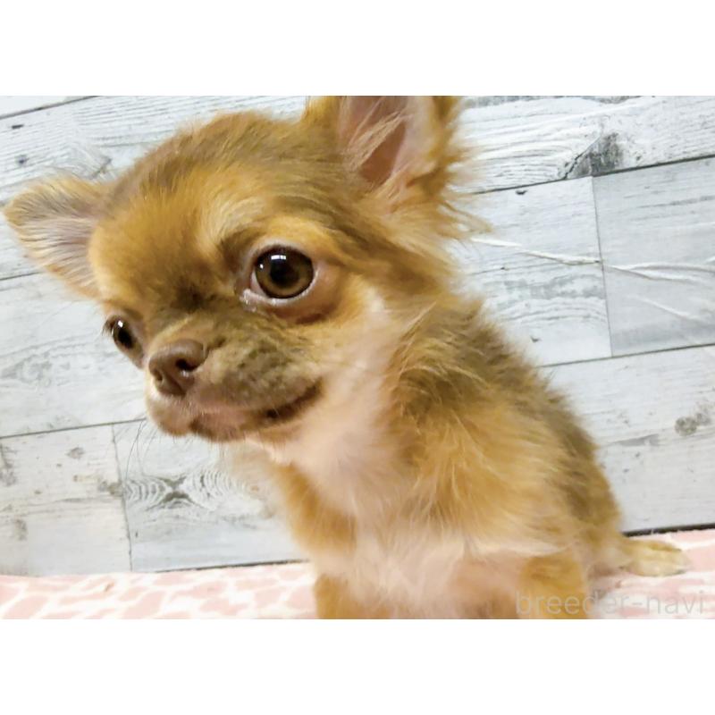 販売中の奈良県のチワワ(ロングコート)-407541の13枚目