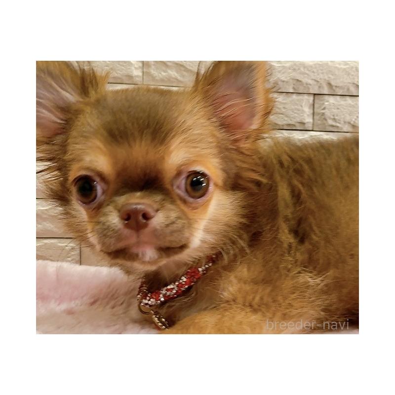 販売中の奈良県のチワワ(ロングコート)-407541の12枚目