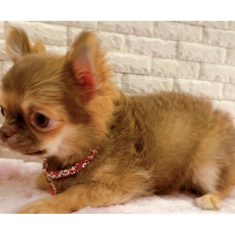 販売中の奈良県のチワワ(ロングコート)-407541の11枚目