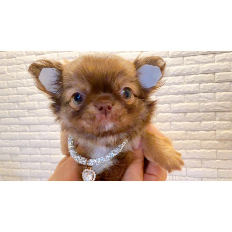 販売中の奈良県のチワワ(ロングコート)-407541の10枚目