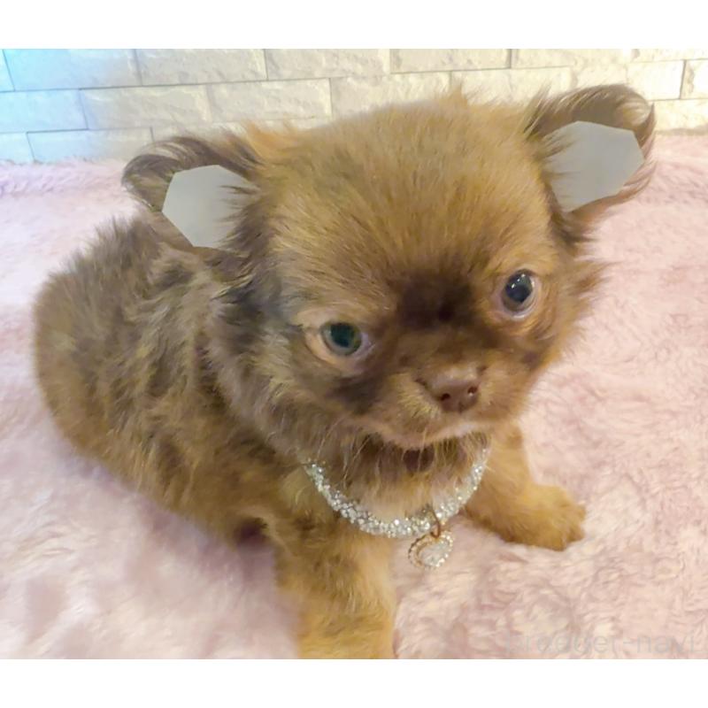 販売中の奈良県のチワワ(ロングコート)-407541の9枚目