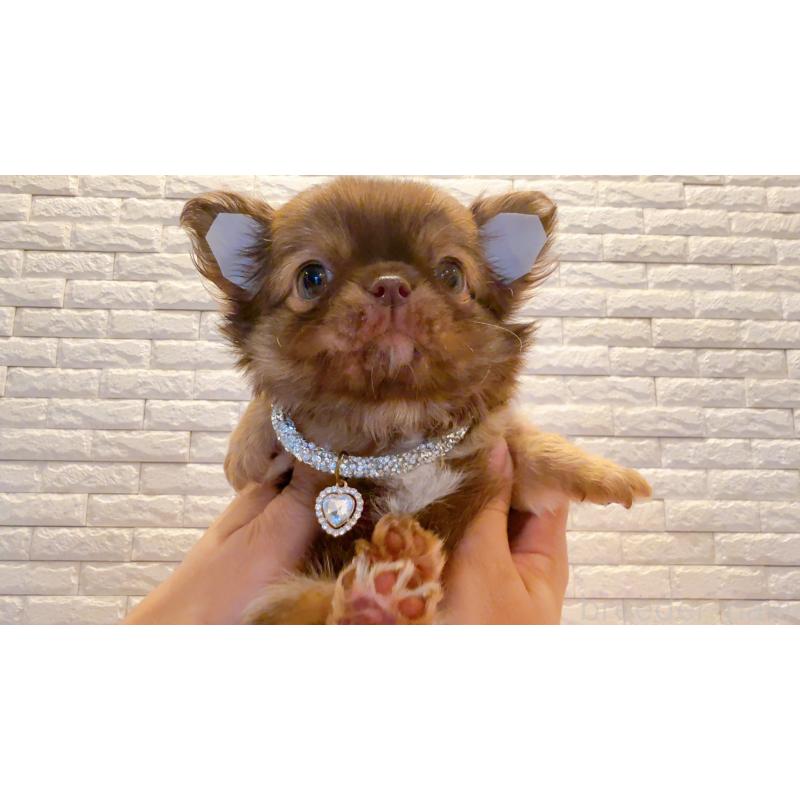 販売中の奈良県のチワワ(ロングコート)-407541の8枚目