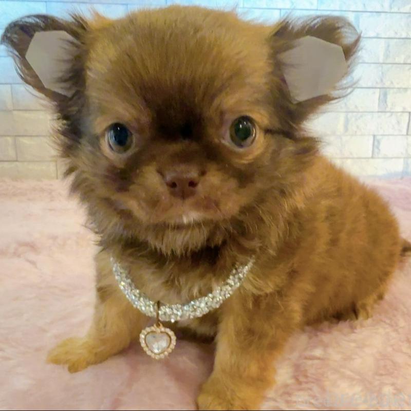 販売中の奈良県のチワワ(ロングコート)-407541の7枚目