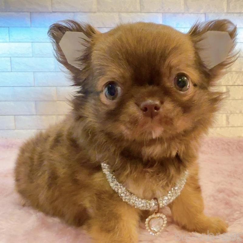 販売中の奈良県のチワワ(ロングコート)-407541の6枚目