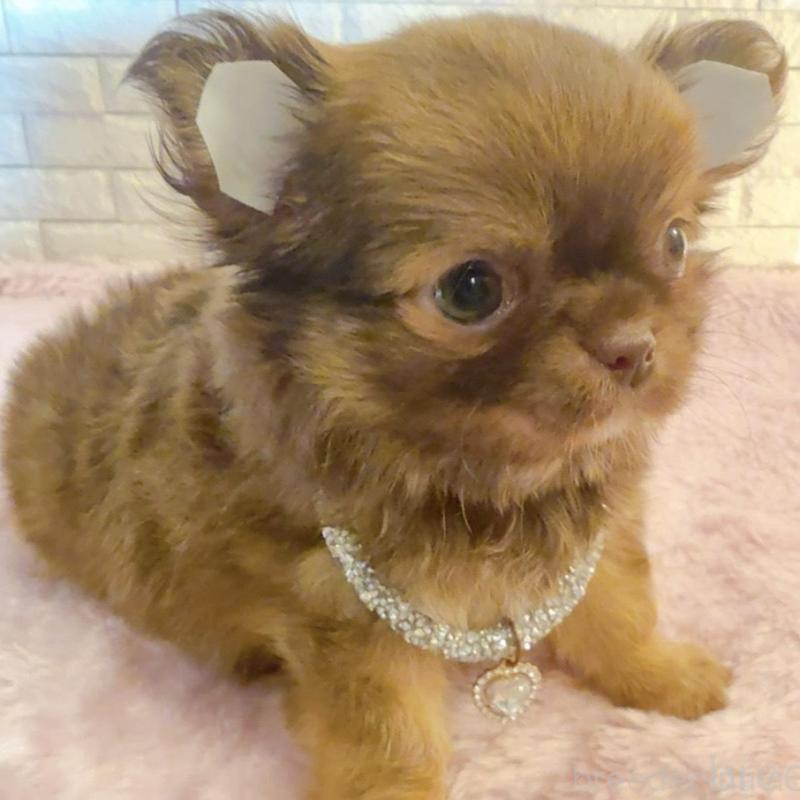 販売中の奈良県のチワワ(ロングコート)-407541の5枚目