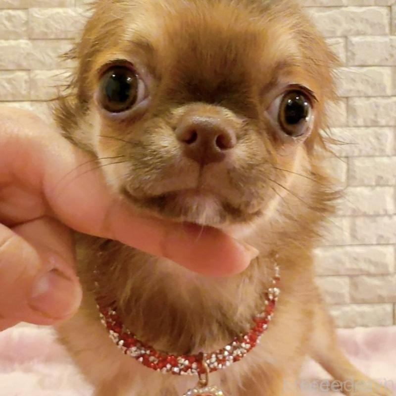 販売中の奈良県のチワワ(ロングコート)-407541の4枚目