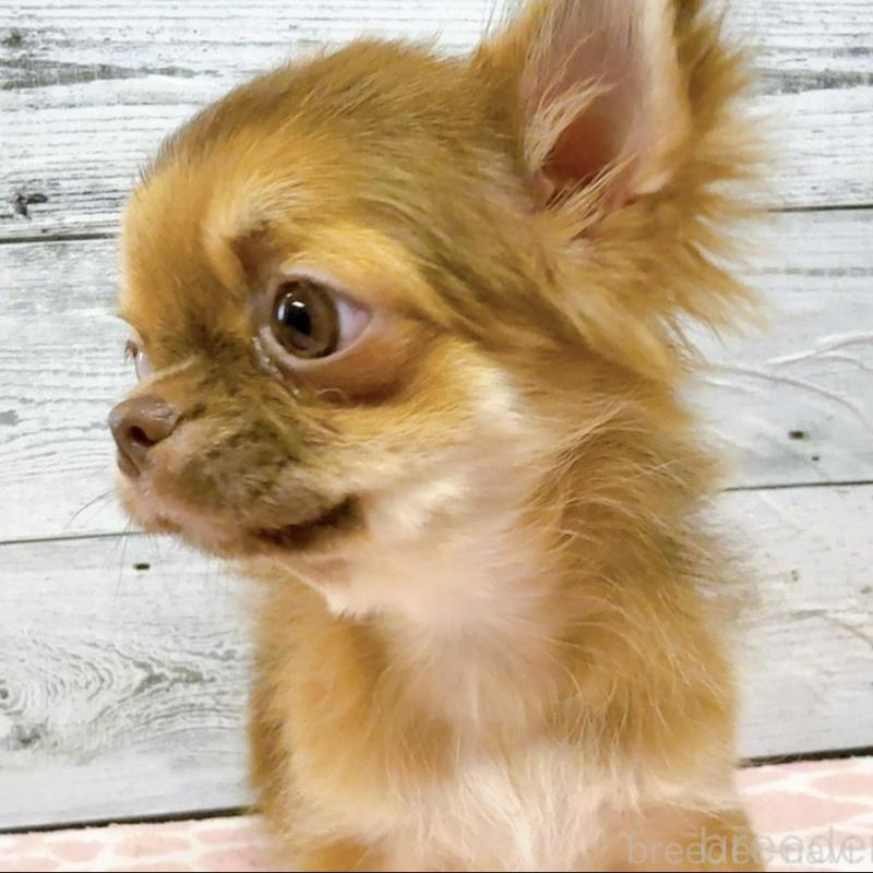 販売中の奈良県のチワワ(ロングコート)-407541の3枚目