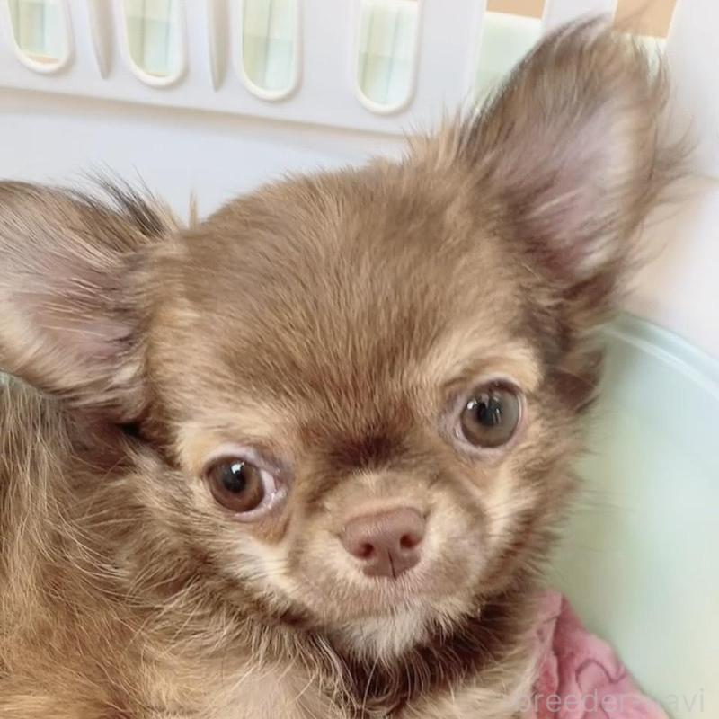 販売中の奈良県のチワワ(ロングコート)-407541の2枚目