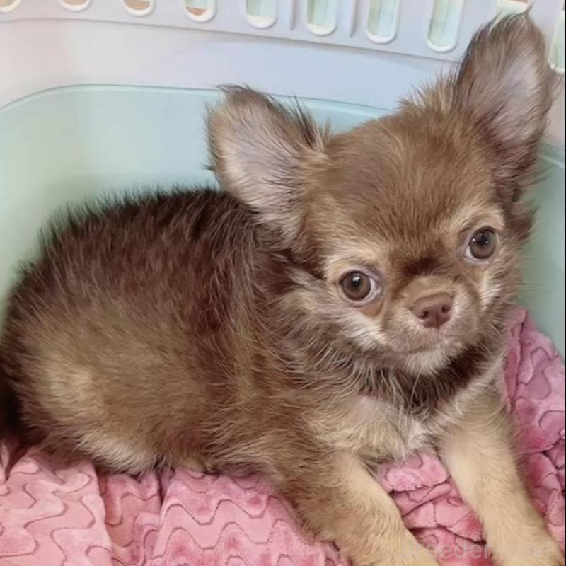 販売中の奈良県のチワワ(ロングコート)-407541の1枚目