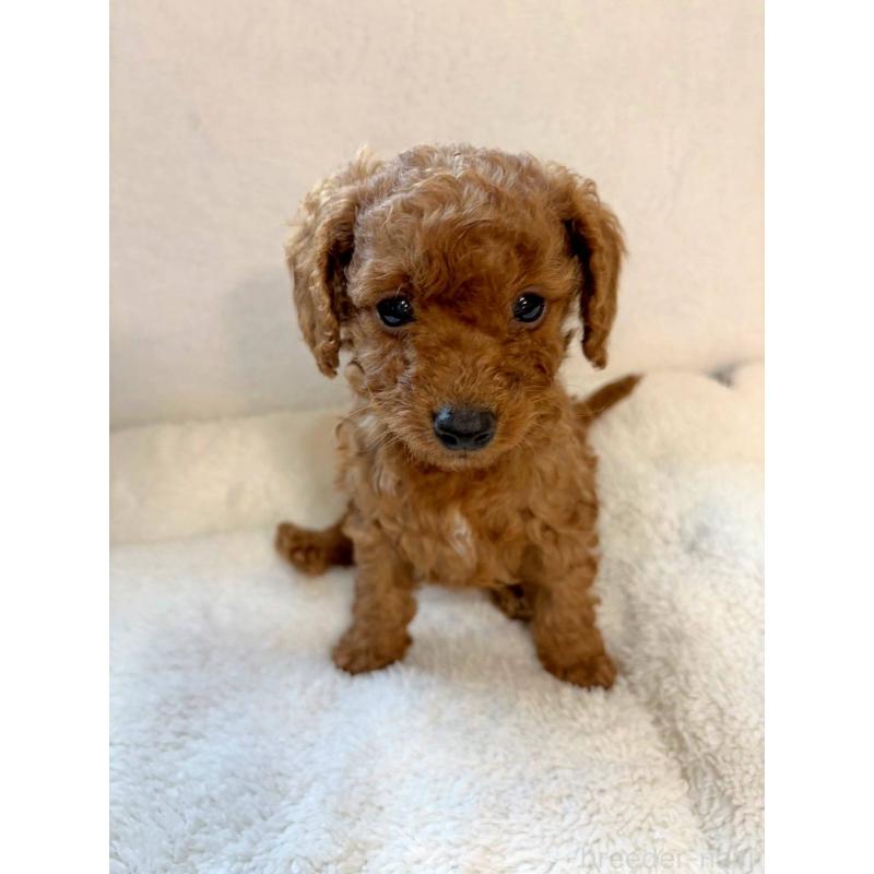 販売中の茨城県のタイニープードル-431827の1枚目