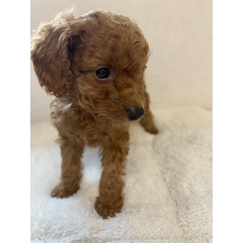 販売中の茨城県のタイニープードル-431827の6枚目