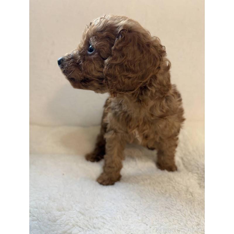 販売中の茨城県のタイニープードル-431827の5枚目