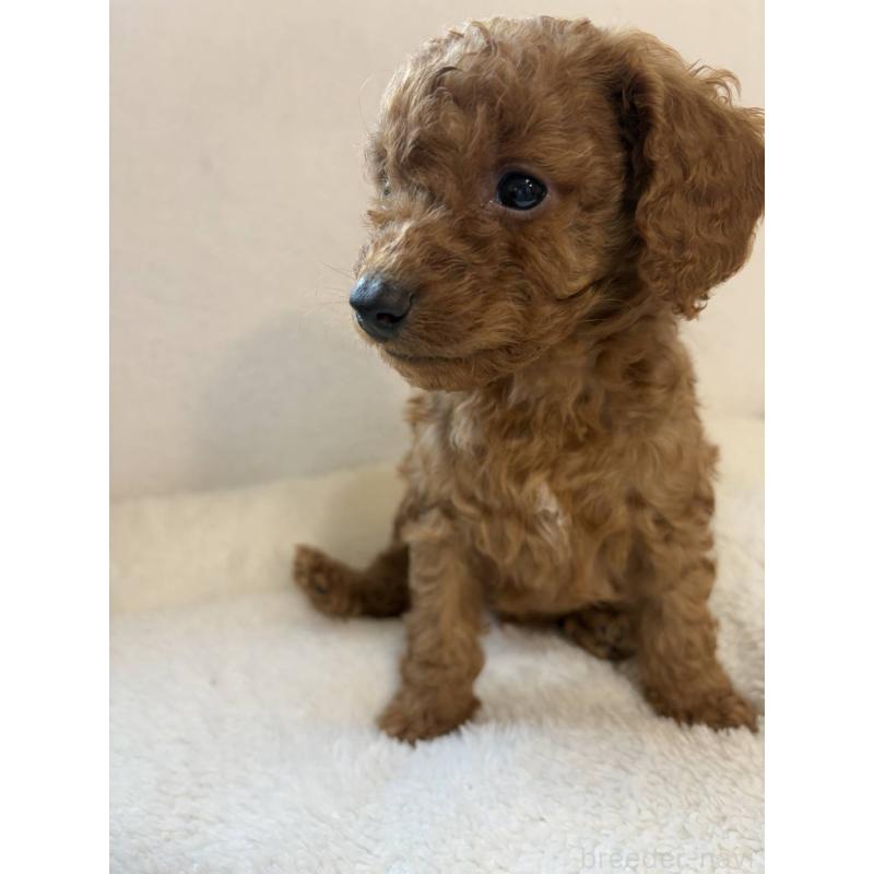 販売中の茨城県のタイニープードル-431827の4枚目