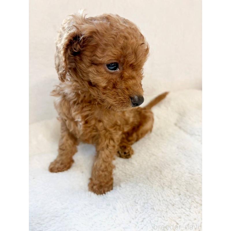 販売中の茨城県のタイニープードル-431827の3枚目