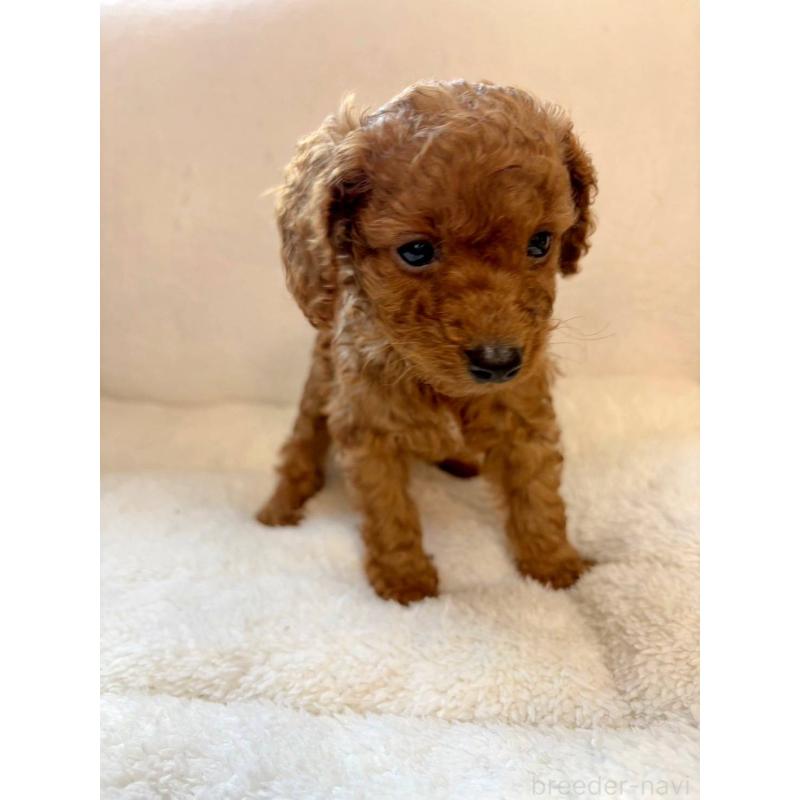 販売中の茨城県のタイニープードル-431827の2枚目