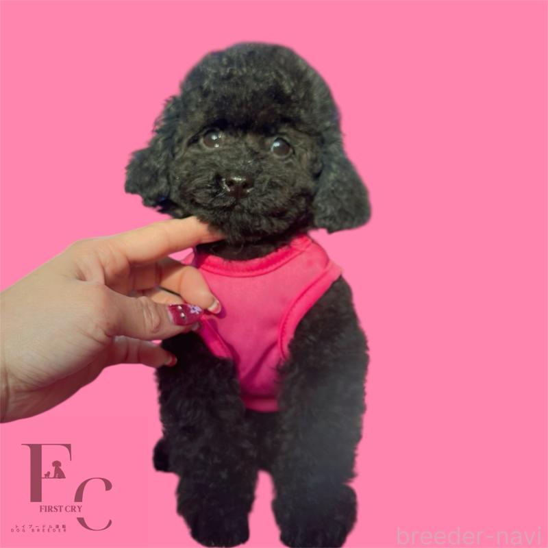 販売中の栃木県のタイニープードル-431828の1枚目