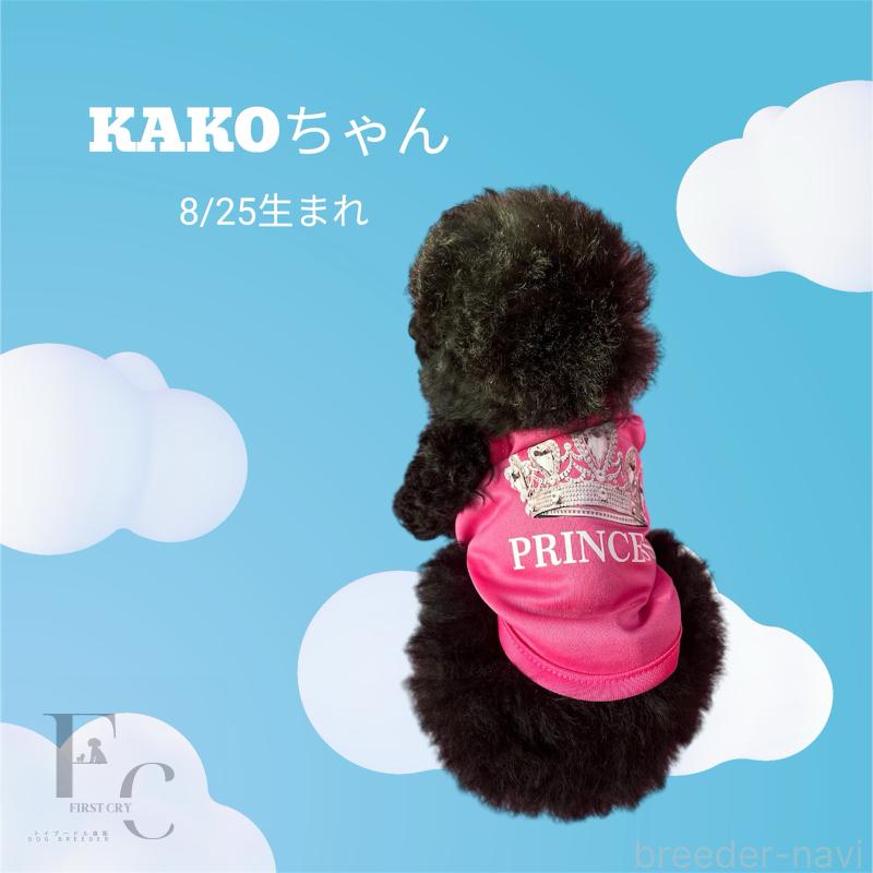 販売中の栃木県のタイニープードル-431828の3枚目