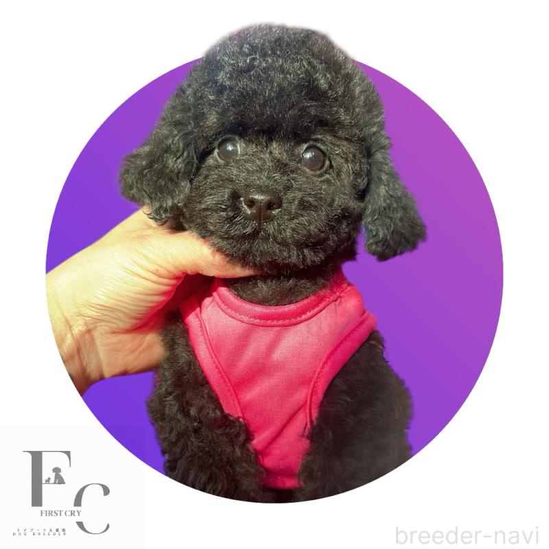 販売中の栃木県のタイニープードル-431828の2枚目