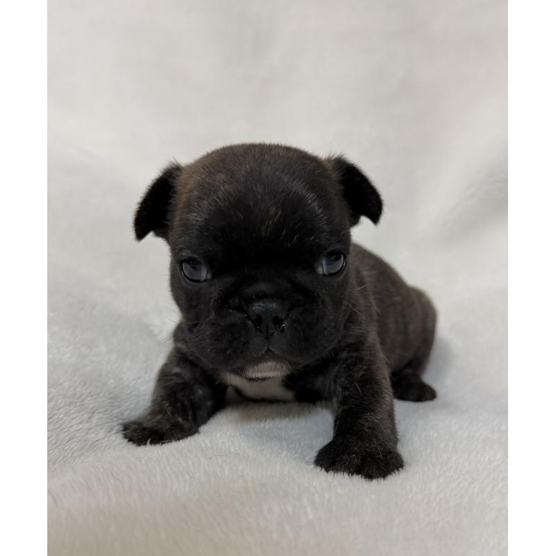 販売中の山口県のフレンチブルドッグ-431829の1枚目