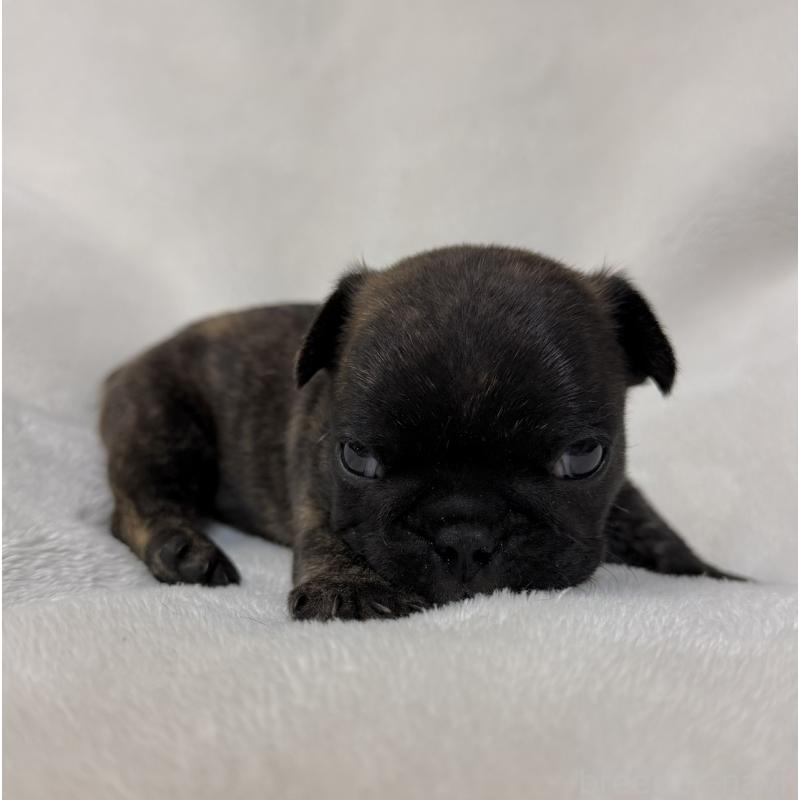 販売中の山口県のフレンチブルドッグ-431829の5枚目