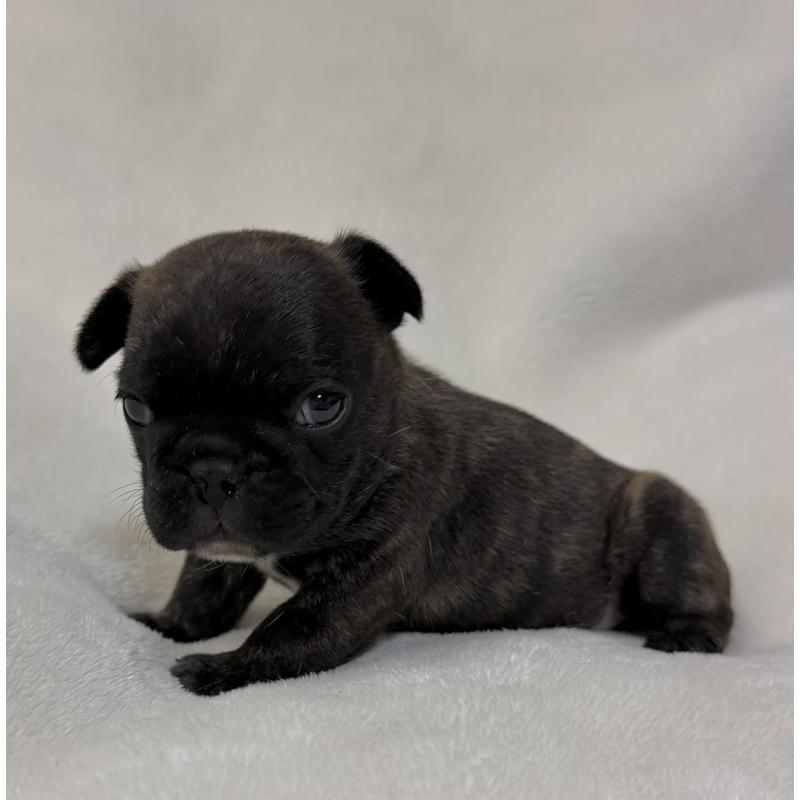 販売中の山口県のフレンチブルドッグ-431829の4枚目