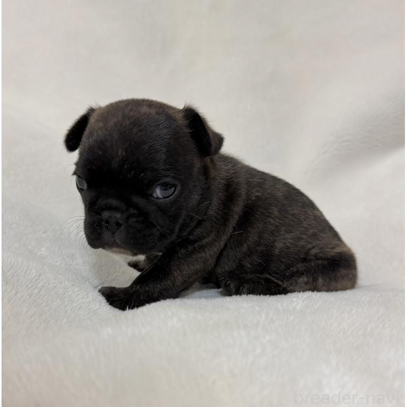 販売中の山口県のフレンチブルドッグ-431829の3枚目