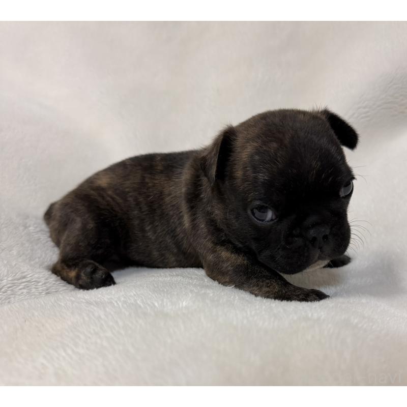 販売中の山口県のフレンチブルドッグ-431829の2枚目