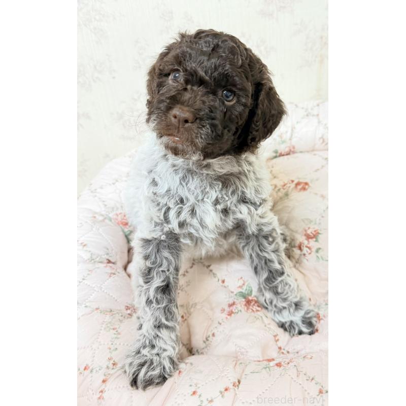 販売中の群馬県のロマーニャウォータードッグ(ラゴット)-431830の5枚目