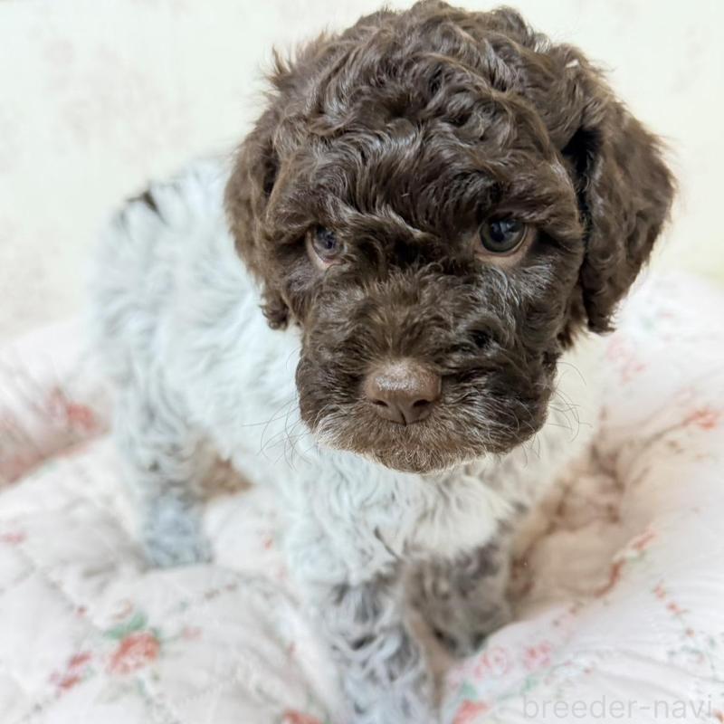 販売中の群馬県のロマーニャウォータードッグ(ラゴット)-431830の4枚目