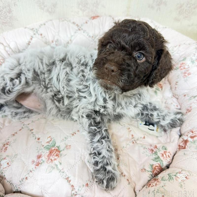 販売中の群馬県のロマーニャウォータードッグ(ラゴット)-431830の3枚目