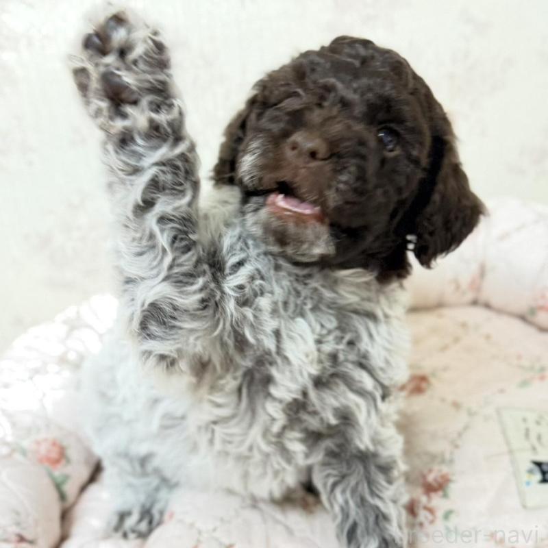 販売中の群馬県のロマーニャウォータードッグ(ラゴット)-431830の2枚目