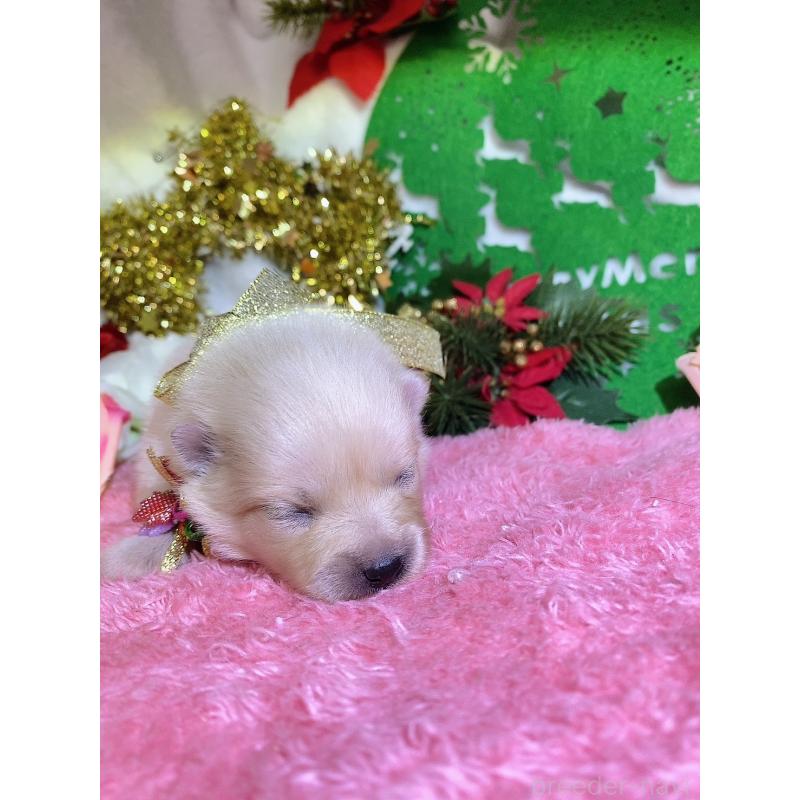 販売中の千葉県のポメラニアン-431832の3枚目