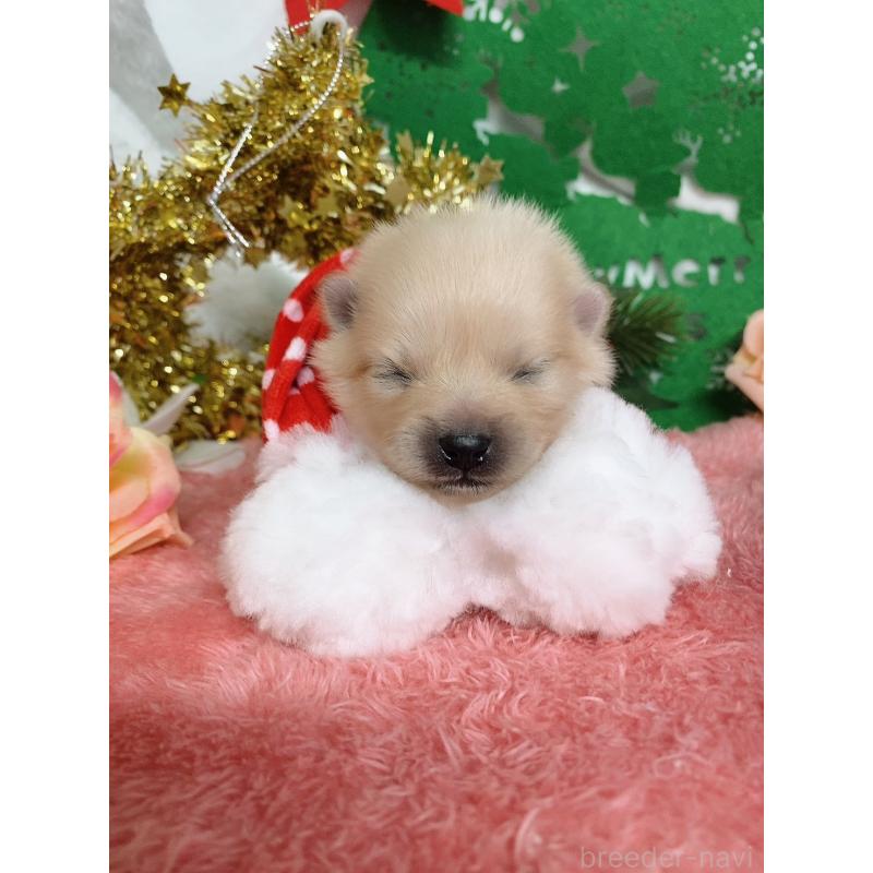 販売中の千葉県のポメラニアン-431832の2枚目