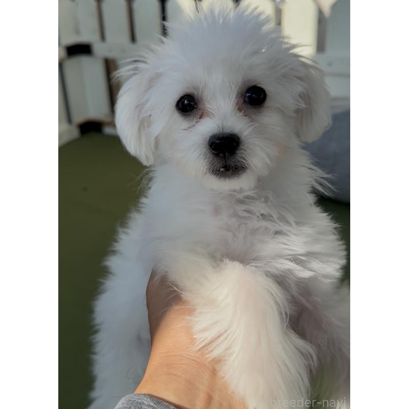 販売中の福岡県のミックス犬-415272の4枚目