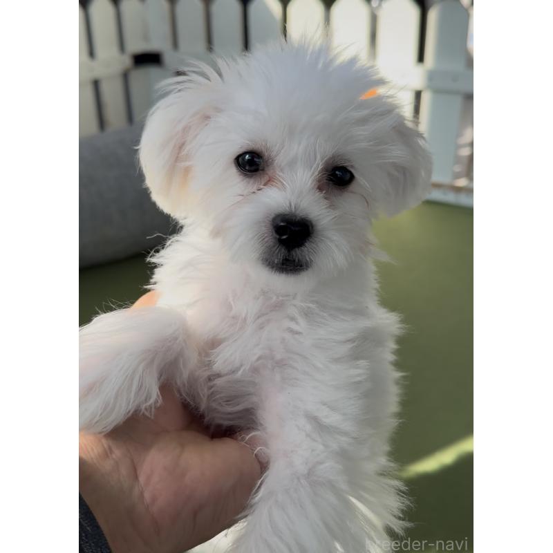 販売中の福岡県のミックス犬-415272の3枚目