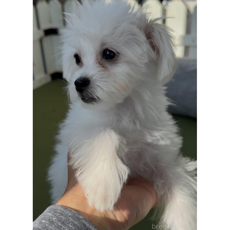 販売中の福岡県のミックス犬-415272の2枚目