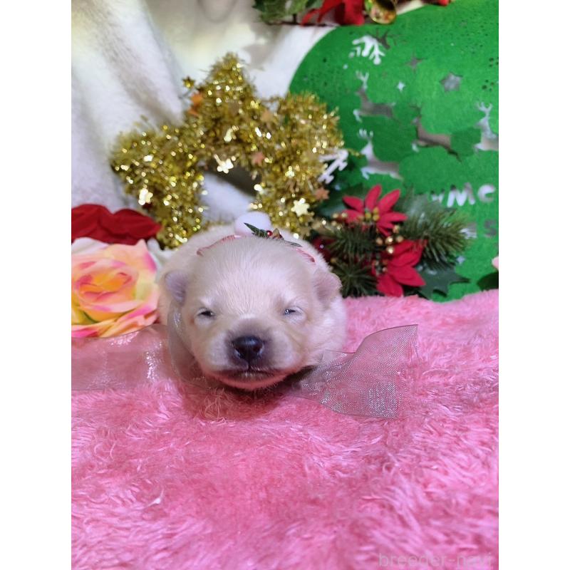 販売中の千葉県のポメラニアン-431834の3枚目