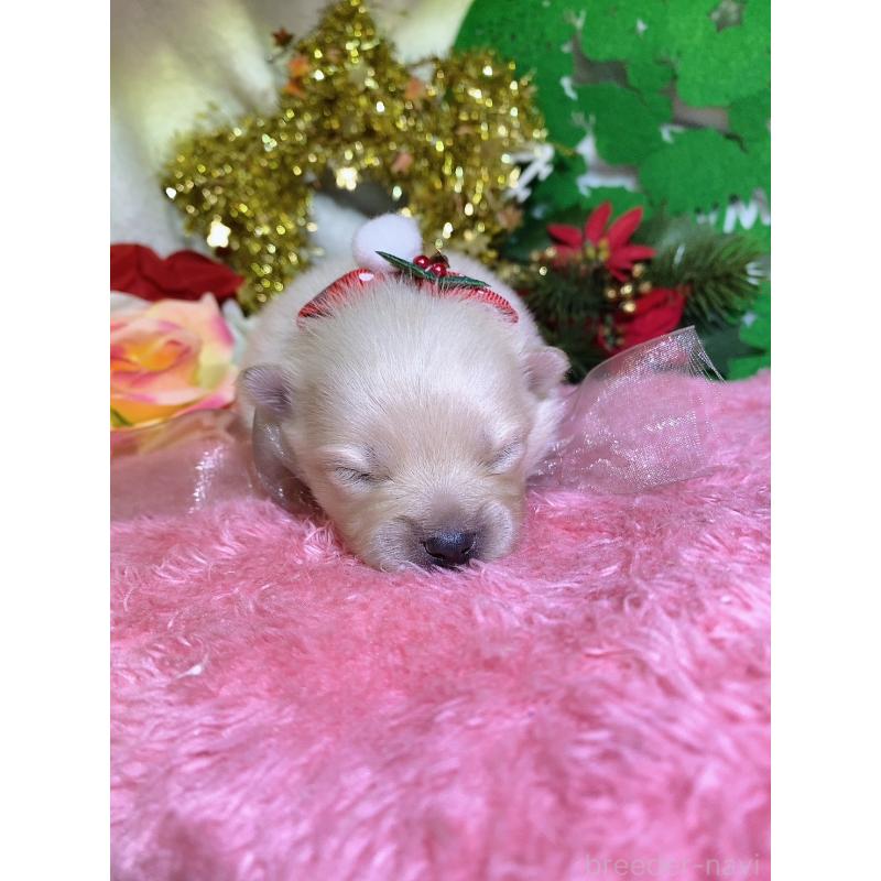 販売中の千葉県のポメラニアン-431834の2枚目