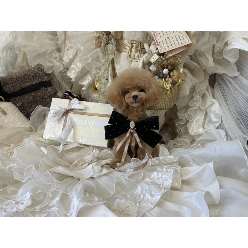 販売中の広島県のミックス犬-404949