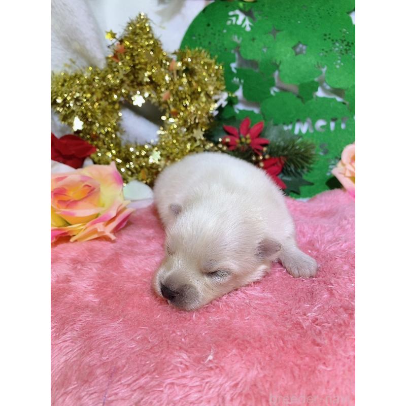 成約済の千葉県のポメラニアン-431833の8枚目