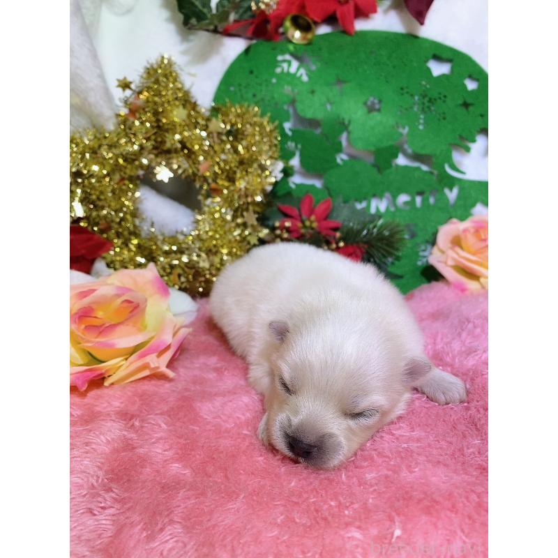 成約済の千葉県のポメラニアン-431833の7枚目