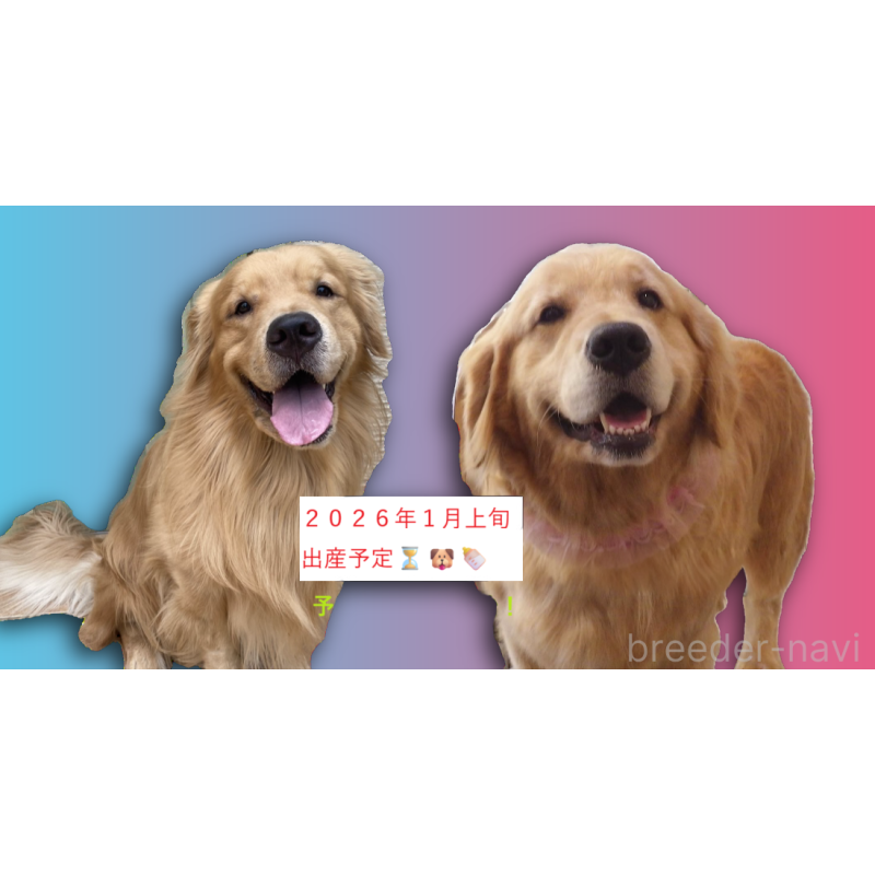 販売中の福岡県のゴールデンレトリーバー-431185