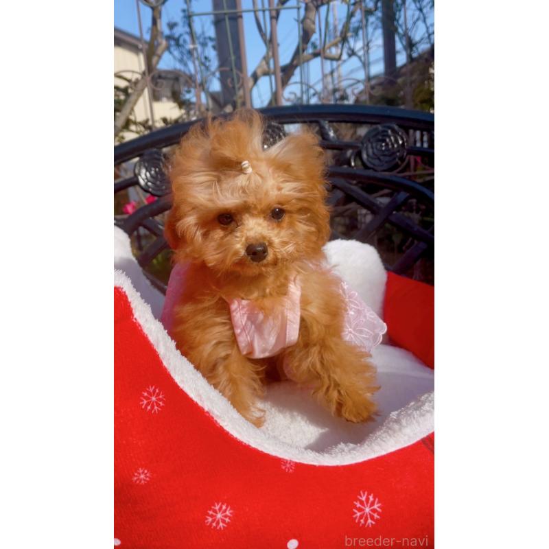 販売中の千葉県のティーカッププードル-415649の6枚目